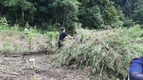 pemusnahan ladang ganja di tengah hutan