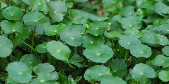 Hasil gambar untuk daun pegagan untuk otak