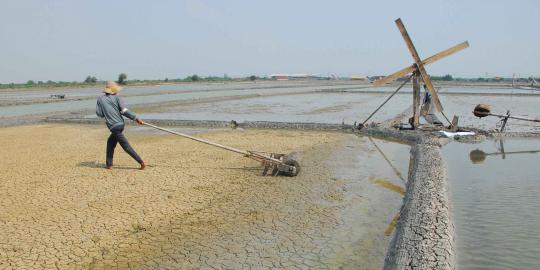 Haruskah Impor Garam? (1): Keluh kesah para petani