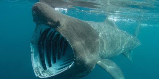 Diduga punah, basking shark terdeteksi radar