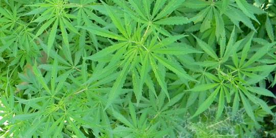 Fakta terbaru mengenai dampak negatif menghisap Marijuana