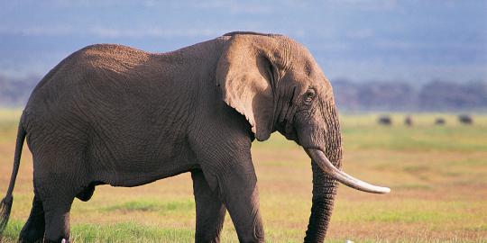 Seekor Gajah Sumatera dibacok dan diambil gadingnya