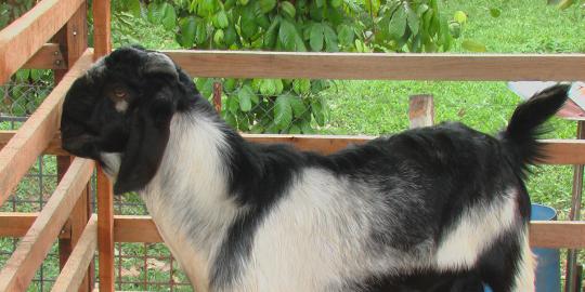 Keluarga miskin diberi kambing