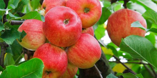 Apel, snack sehat bantu turunkan berat badan