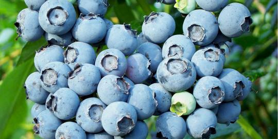 Risiko diabetes menurun karena konsumsi blueberry dan apel