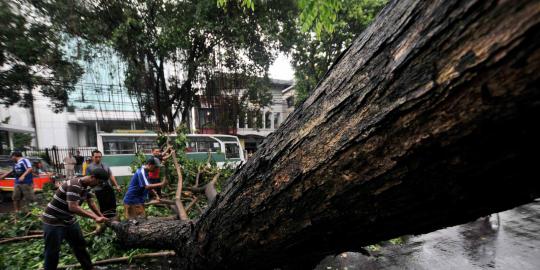 Pohon tumbang di Jalan Wahid Hasyim