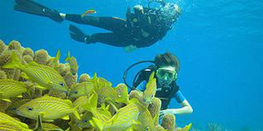 Scuba diving, asyiknya berpetualang di dunia bawah laut