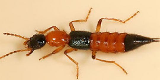 Tomcat cukup disentil, jangan dipukul