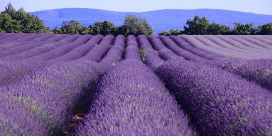 provence alpes cote dazur prancis rev2