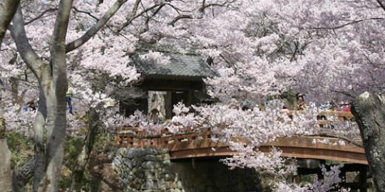 cherry blossoms joetsu jepang rev2
