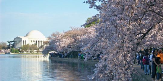 Semarak Festival Nasional Sakura ke-100 di Washington D.C. 