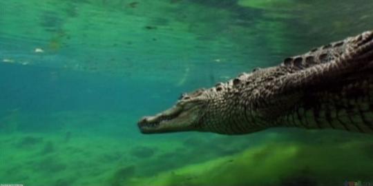 Berenang bersama buaya di wilayah utara Australia