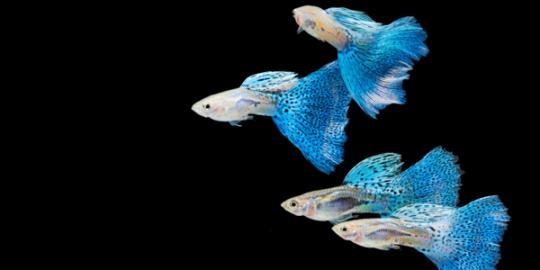 Bingung mencari peliharaan untuk anak? Pilih ikan ini