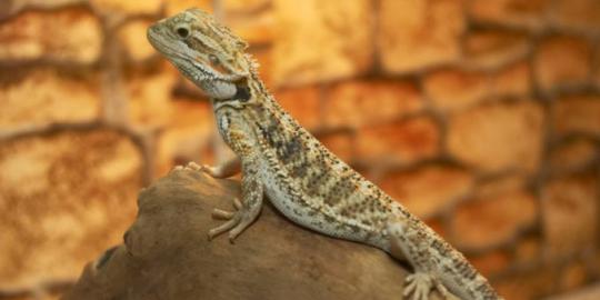 Tips membangun terrarium untuk reptil