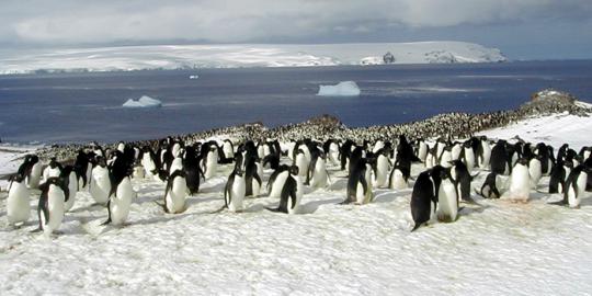 Astronot hitung jumlah total pinguin di Antartika dari angkasa