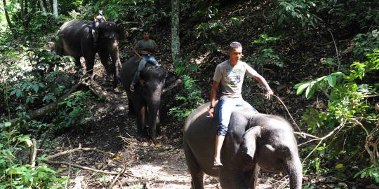 Menengok gajah penolong dampak tsunami Aceh    