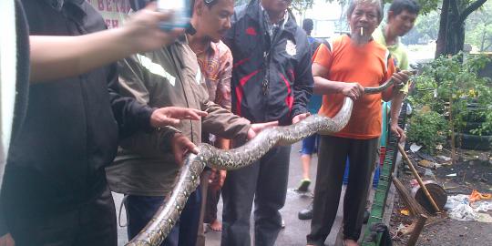 Penemu jual ular Sanca di Dharmawangsa Rp 2 juta