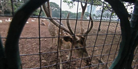5 Rusa UI masih bebas berkeliaran di kampus