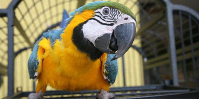 6 Alasan memilih burung  sebagai hewan  peliharaan  merdeka com