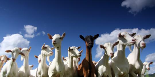 Malaysia bangun pusat kambing terbesar Asia Tenggara