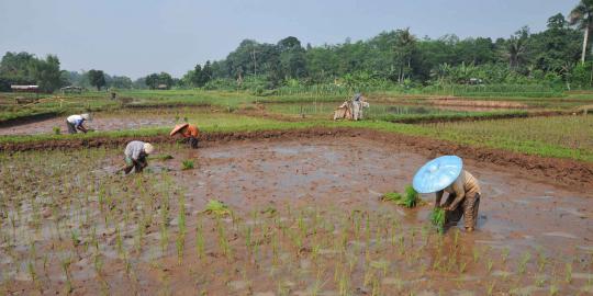 Musim tanam, petani tebar bibit