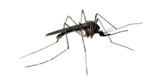 Modifikasi gen nyamuk bisa cegah malaria