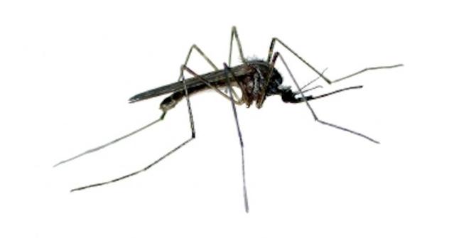 Modifikasi gen nyamuk bisa cegah malaria  merdeka.com