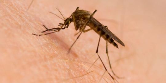 PBB sediakan dana USD 3,2 miliar untuk basmi malaria