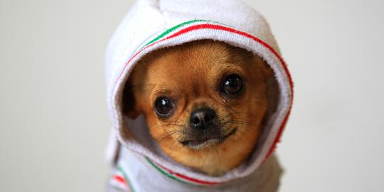 Lucu dan uniknya tingkah anjing peliharaan