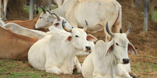 Impor sapi dari AS bisa dihentikan sementara