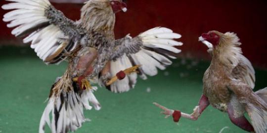 Positif flu burung, ratusan unggas disuntik mati