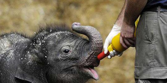 Gajah Taman Safari diberi nama 