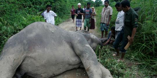 Seekor gajah mati diracun