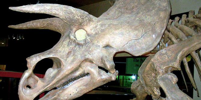 500+ Gambar Dinosaurus Triceratops HD Paling Keren 500+ Gambar Dinosaurus Triceratops HD Paling Keren