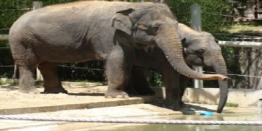 Wuih, gajah ini jago main harmonika!
