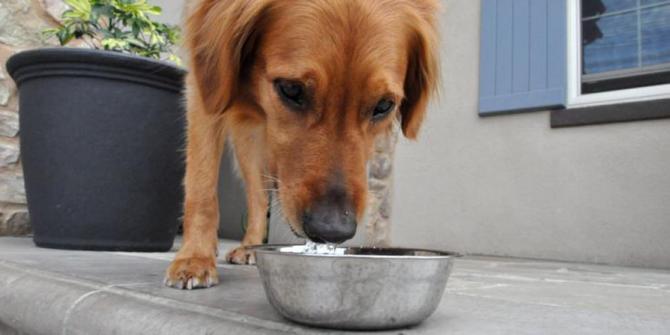 Yuk Buat Sendiri Makanan Untuk Anjing Anda Merdeka Com