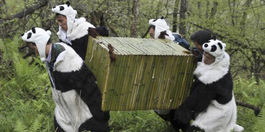 Peneliti pindahkan Tao-Tao dan Cao-Cao pake kostum Panda