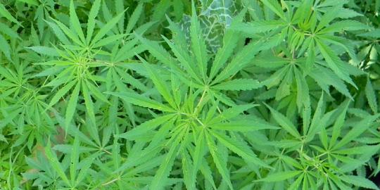Pemuda jadi pengedar ganja untuk modal kawin