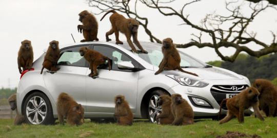 Uji ketangguhan mobil, Hyundai \'undang\' 40 ekor kera
