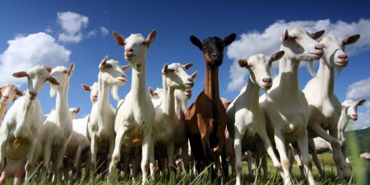 Sudah 18 kambing dimangsa hewan misterius