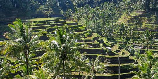 Akhirnya Subak diakui UNESCO sebagai warisan dunia