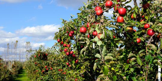 5 Benda rumah tangga yang menganggu kesehatan