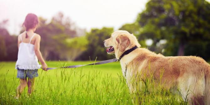 29+ Anjing terbaik untuk dipelihara info