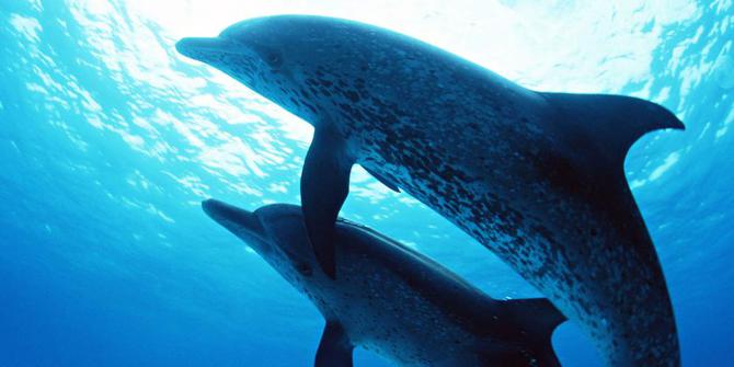 10 Fakta Unik Di Balik Cara Tidur Hewan Merdeka Com