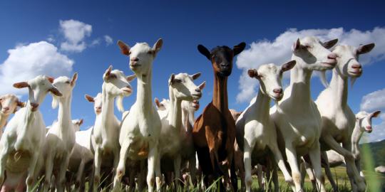 Pemangsa 19 kambing di Banyumas ditangkap warga