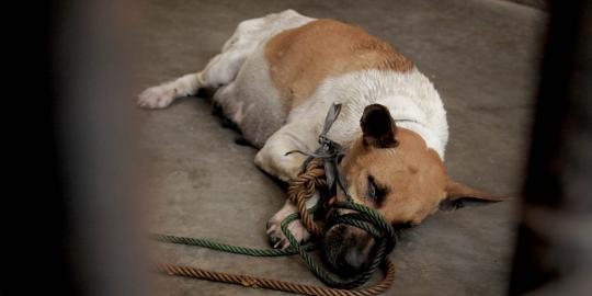 Anjing yang ditangkap diyakini bukan pemangsa kambing