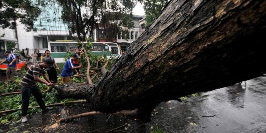 Badai tumbangkan pohon, pengendara tewas tertimpa