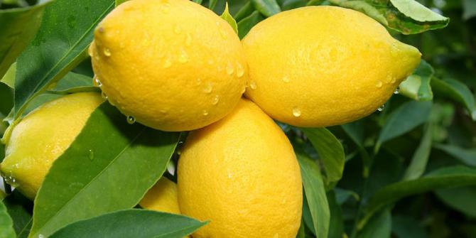  Khasiat lemon untuk kesehatan tubuh Anda merdeka com