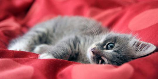 Cara mudah mendeteksi kucing yang sakit
