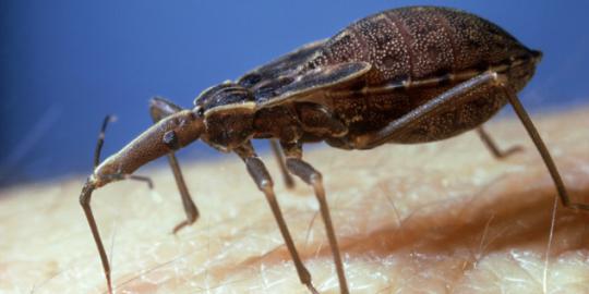 Penyakit Chagas: AIDS baru yang menyerang Amerika?